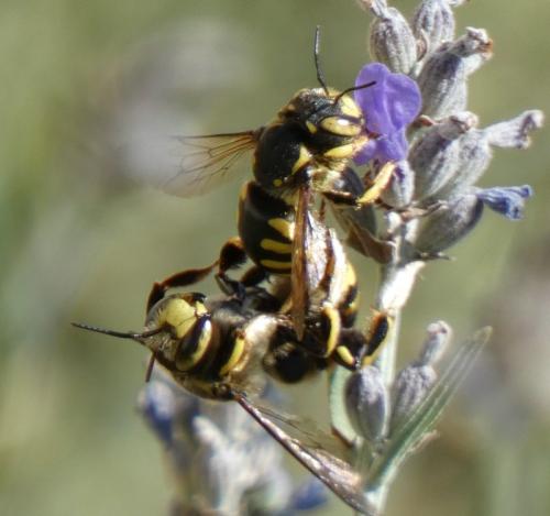 Anthidium florentinum